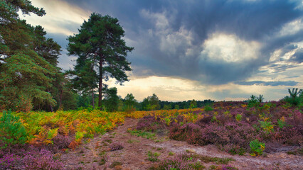 Early autumn colours and heather on Iping and Stedham Common, West Sussex