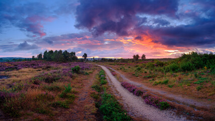 Sunrise over the heather of Iping Common, South Downs National Park, West Sussex