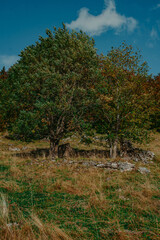 Old Bosnian traditional houses in autumn forest colors