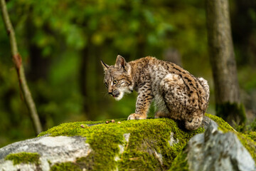 Lynx in green forest with tree trunk. Wildlife scene from nature. Playing Eurasian lynx, animal behaviour in habitat. Wild cat from Germany. Wild Bobcat between the trees