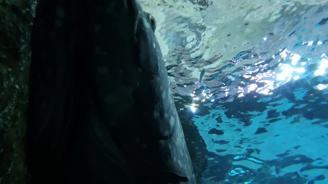 A large sea bream resting leisurely under the waves of the water