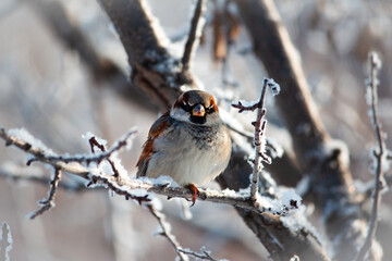 A sparrow sits on a snow-covered tree branch, in a cold winter and looks ahead of itself.