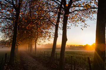 Yellow sun shining and rising on an autumn foggy landscape with orange leaves on the tree branches on a rural pathway