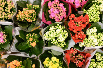 multicolored flowers succulent Kalanchoe kalandiva in full bloom close up on store of flowers
