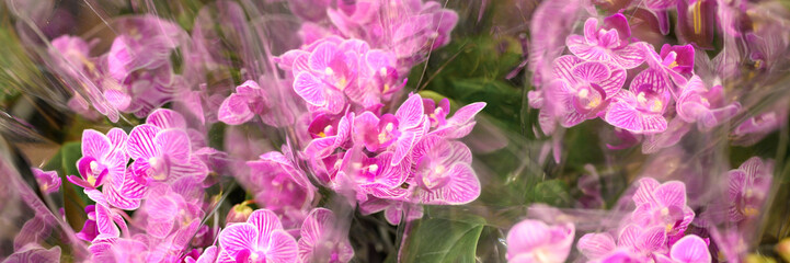 phalaenopsis mini orchid flowers in full bloom vibrant pink and white colors close up on store of flowers. banner