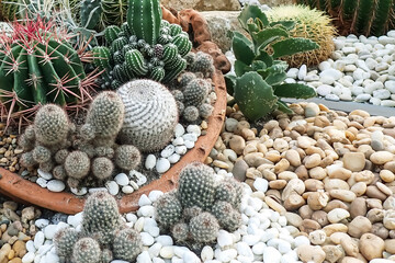 Close up Beautiful tropical cactus garden, Thailand
