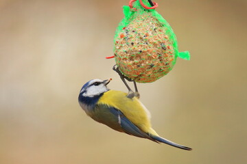 Eurasian blue tit on winter bird feeder