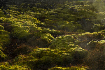 Lava fields, Reykjanes Peninsula, Southern Iceland, Iceland, Europe