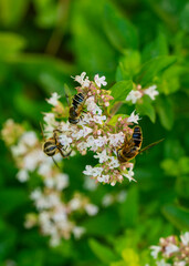 bee on a flower