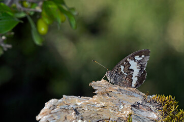 Great Banded Grayling (Brintesia circe), Greece 