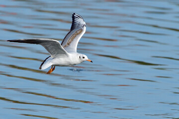 Fliegende Lachmöwe im Schlichtkleid