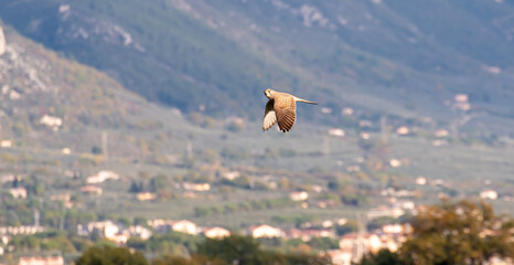 Fototapeta na wymiar Bird of the kite species in flight over the countryside.