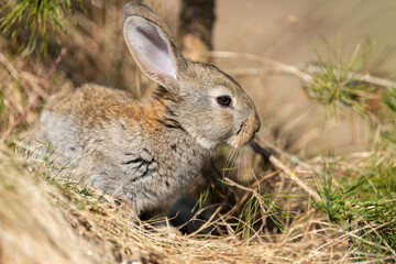 Rabbit hare while looking at you on grass