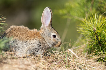 Rabbit hare while looking at you on grass