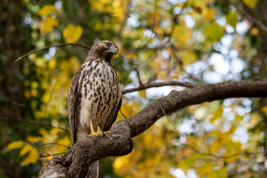 Cooper's hawk (Accipiter Cooperii) perched on a branch, looking at the viewer, with yellow fall foliage in background