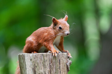 Red Squirrel on a Tree Stump.