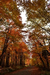 
The road to the resort in autumn, Sainte-Apolline