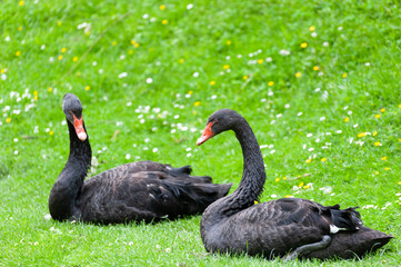 Obraz premium View Of Black Swans On Field