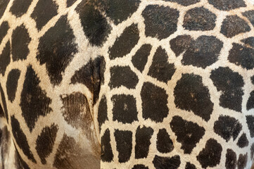 Giraffe animal skin texture.