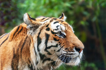 Tiger - Panthera tigris - close up portrait.