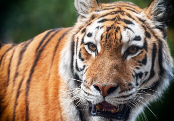 Fototapeta na wymiar Tiger - Panthera tigris - close up portrait.