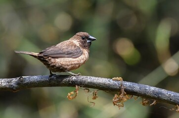 Black throated munia- The black-throated munia or Jerdon's mannikin is a small passerine bird.