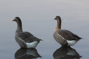 Fototapeta premium Two of a kind, two ducks drifting in a pond, Gauteng, South Africa