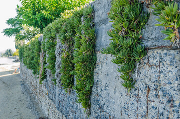 Creeper on a brick brick fence