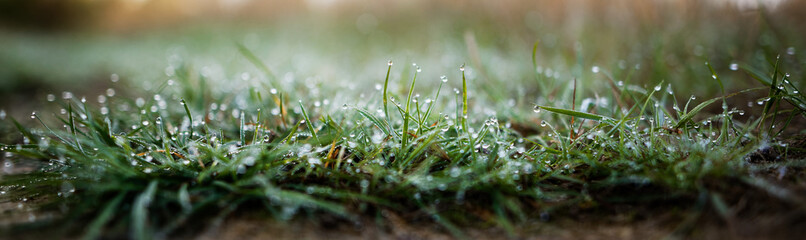 the green grass in the morning dew