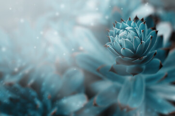 stone rose flower Bud in blue on a blurry background with particles. selective focus