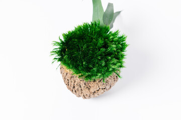 cactus in a pot. coconut with Iceland moss isolated on a white background. view from above