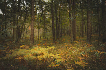 Fototapeta premium Scary and gloomy dark deciduous forest with ferns