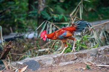 a rooster on a branch