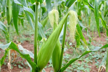 Corn silk