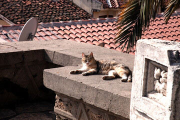 "Security guard" near the Antalya Museum