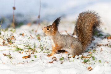 Red Squirrel sitting on snow