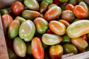 freshly harvested green tomatoes from the organic garden, close up with raindrops