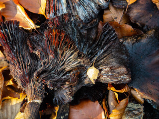 autumn leaves on the ground