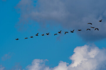 Flying Line of Cormorants in Blue and Cloudy Sky
