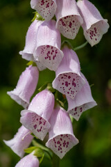 Digitalis