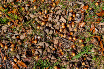 Acorns