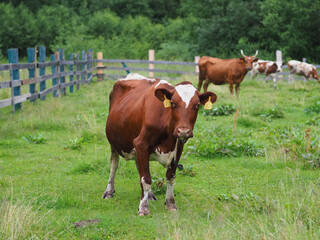 Naklejka na ściany i meble A brown cow in a pasture with tags in its ears looks at the camera, more cows in the distance