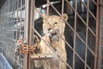Lion cub in a cage. Animal at the zoo. A wild lion inside a valier. Keeping a wild beast in...