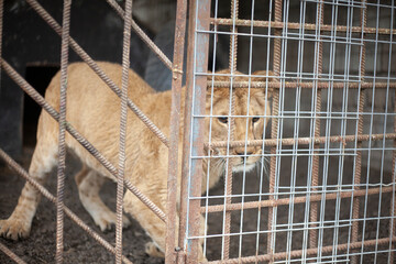 Lion cub in a cage. Animal at the zoo. A wild lion inside a valier. Keeping a wild beast in...