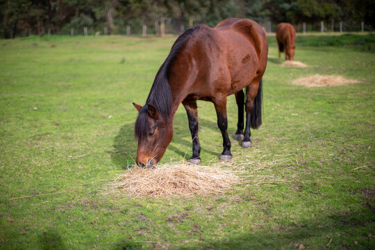 Cavallo Melbourne, Australia