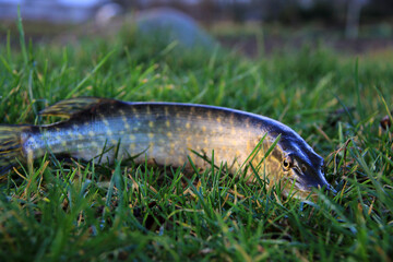 small pike fish on the ground