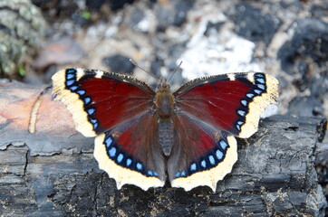 Fototapeta na wymiar Mourning butterfly (Lat. Nymphalis antiopa) on a burnt tree
