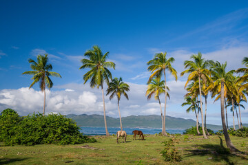 Horses pasture on a shore in Samana province of Dominican Republic