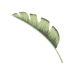 Vintage tropical leaf for wallpaper design. Exotic  wedding floral decoration.  Holiday decoration. Fashion print. Vintage background poster.