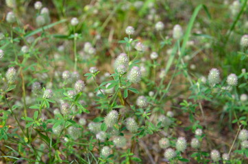 Field clover (Lat. Trifolium arvense) blooms in the meadow